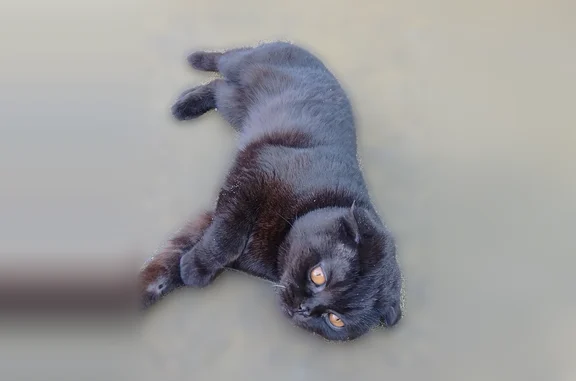 Найдена кошка, Тамбовская, Пенза — молодой ласковый кот - photo