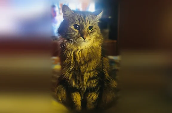 Кошки потеряшки, Родина, фото: Потеряшка кошка, Деревня Родина, Родина — пушистый, домашний, очень пугливый