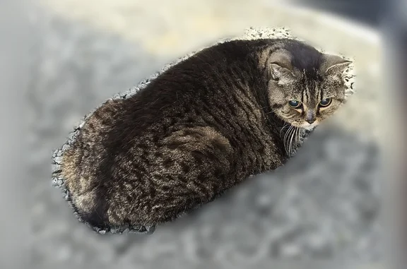 Найдена кошка, Лосино-Петровский, фото: Найдена кошка, Территория снт Ольховка (деревня Райки) (г Лосино-Петровский), д. 62, Лосино-Петровский — не агрессивная, шатается