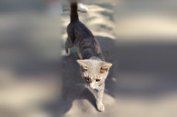 Объявления о пропавших и найденных животных, Челябинск, фото: Найдена кошка, Район Ленинский (г Челябинск), Новороссийская, д. 13, Челябинск — ласковая, контактная