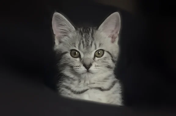Пропала кошка, Ярославль, 8 Марта, д. 17 — серый полосатый окрас - photo