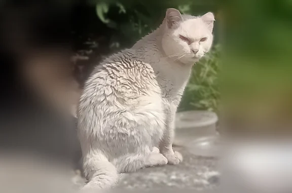 Найдена кошка, Барнаул, фото: Найдена кошка, Барнаул, Гущина, д. 173 — белая, дружелюбная, идёт на контакт