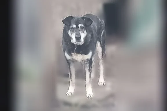 Потерянные животные Красногорск, фото: Пропала собака, Поселок городского типа Сабурово (г Красногорск), Красногорск — скромный, 8 лет