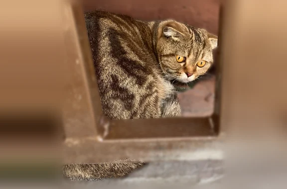 Найдена кошка, Новосибирск, фото: Найдена кошка, Покатная, д. 122, Новосибирск — пухленькая, возможно породистая