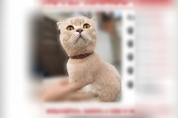 Пропала кошка, Хасавюртовская, Махачкала — в ошейнике, уши маленькие - photo