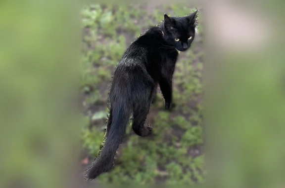 Объявления о пропавших и найденных животных, Йошкар-Ола, фото: Найдена кошка, Йошкар-Ола, Якова Эшпая, д. 114 — маленькая чёрная кошка с белым на грудке