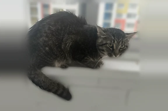 Найдена кошка, Тверь, фото: Найдена кошка, Тверь, Псковская, д. 4 — ласковая, мурлыкает, была очень голодная