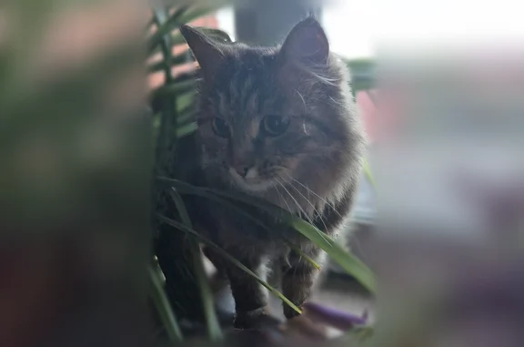 Найдена кошка, Поселок Зональная Станция, Зеленая, д. 43, Зональная Станция — ласковая, с зелёным ошейником - photo