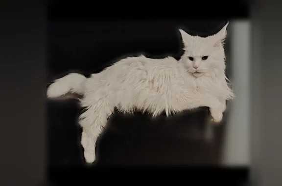 Пропала кошка, Район Октябрьский (г Уфа), Чудесная, д. 33, Уфа — белый мейн-кун, пропал вчера в 19:00 - photo