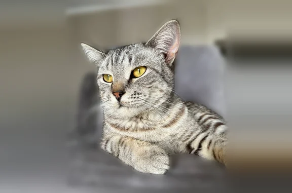 Найдена кошка, Казань, фото: Найдена кошка, Казань, Натана Рахлина, д. 15 3 — очень ласковая
