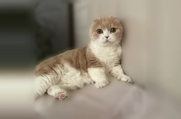 Кошки потеряшки, , фото: Потеряшка кошка, Территория снт Строитель (Беляевский мох), д. 6 — хромает, очень ласковый