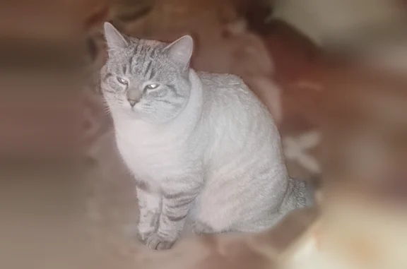 Пропала кошка, Район Советский (г Тамбов), Усиевича, д. 13, Тамбов — голубые глаза, чёрно-серый окрас, очень ласковая - photo