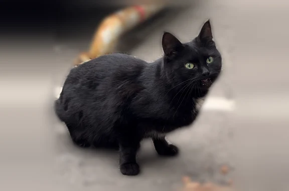 Найдена кошка, Москва, фото: Найдена кошка, Москва, Грузинский Вал — чёрная, ласковая, но боится идти на руки