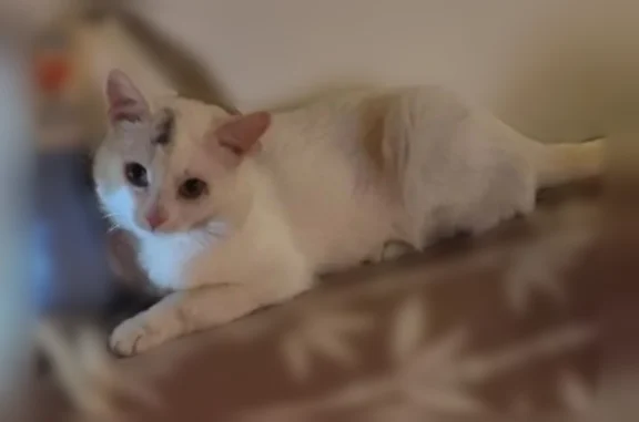 Пропала кошка, Шувалова, д. 13/10, Мурино — белый кот, мордашка поцарапана - photo
