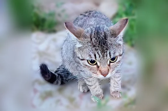 Объявления о пропавших и найденных животных, Каменка, фото: Найдена кошка, Каменка — ласковая кошечка и котёнок