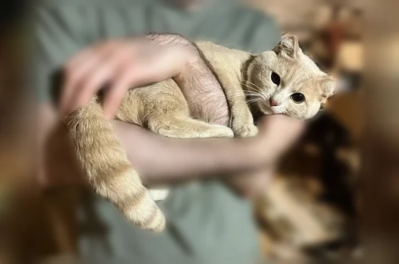 Найдена кошка, Тюмень, Республики — бежевый окрас, обморожены ушки - photo