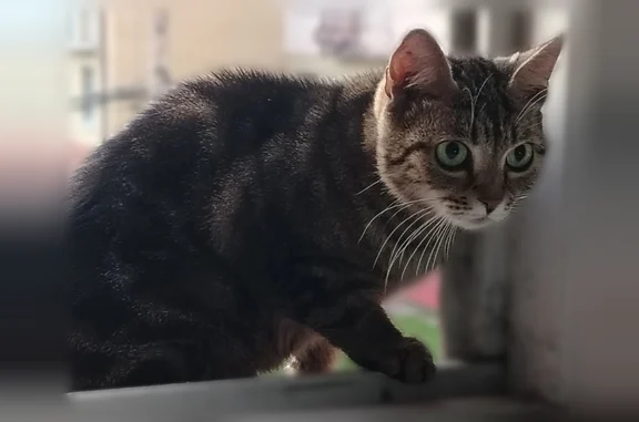 Найдена кошка, Ярославль, фото: Найдена кошка, 1-я Приречная, Ярославль — в подъезде утром 6.07., напугана