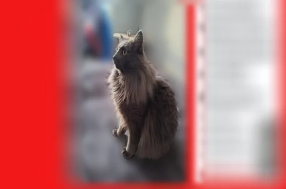 Пропала кошка, Кострома, Черноречье, д. 14 - photo