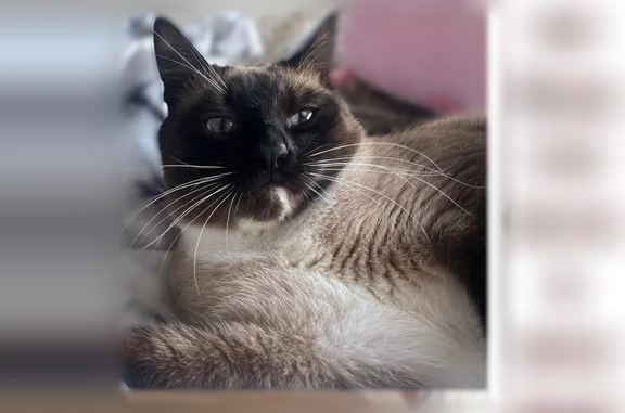 Кошки потеряшки, Анапа, фото: Потеряшка кошка, Анапа, Пионерский, д. 100В 1 — сиамский метис, боязливая