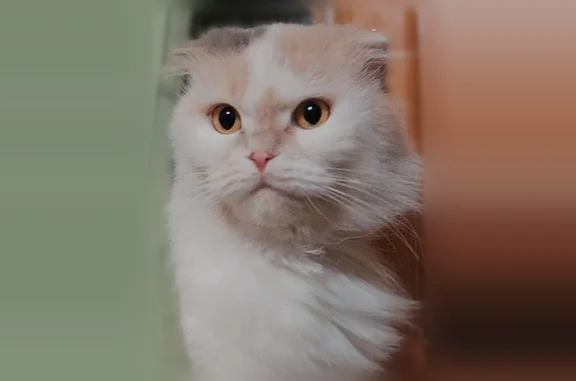 Найдена кошка, Бийск, фото: Найдена кошка, Ильи Мухачева, д. 133/1, Бийск — шотландская вислоухая длинношёрстная, умная и спокойная