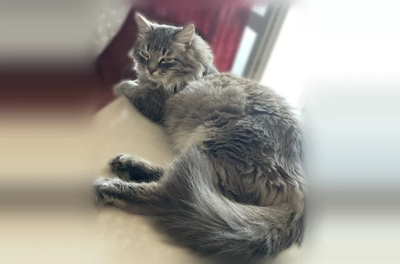 Кошки потеряшки, Кемерово, фото: Потеряшка кошка, Кемерово, Комсомольский, д. 53 — серый толстый сибирский кот