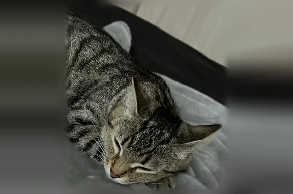 Пропала кошка, Ленина, Новокузнецк — маленькая, возможно хромает - photo
