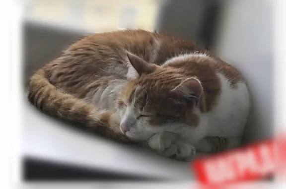 Пропала кошка, Район Центральный, Новосибирск — кот Дарий, 13 лет - photo