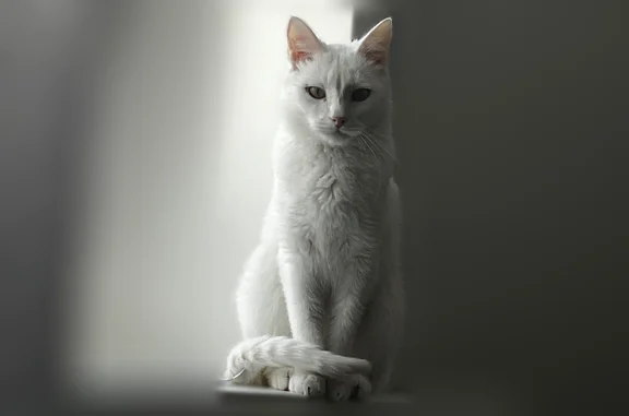 Пропала кошка, Добрянка, Победы, д. 57, Добрянка — полностью белая, пугливая - photo
