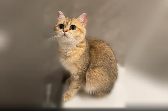 Пропала кошка, Набережная р. Уфы, д. 45, Уфа — очень маленькая, похожа на котёнка - photo