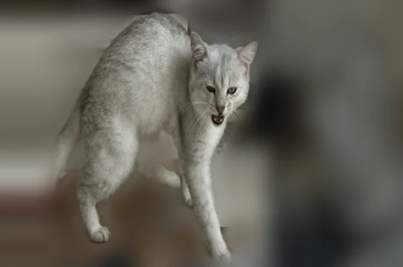 Пропала кошка, Советский, Припарковая, д. 3, Советский — белый со светло-серыми полосками - photo
