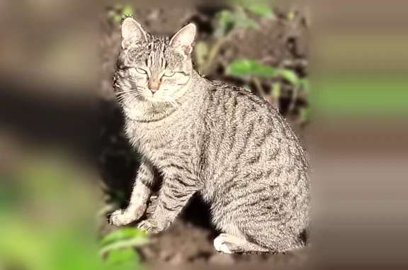 Пропала кошка, Кинель, Первомайская, Кинель — белые кончики задних лапок - photo