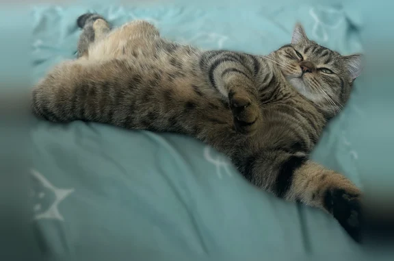 Кошки потеряшки, Печора, фото: Потеряшка кошка, Печора