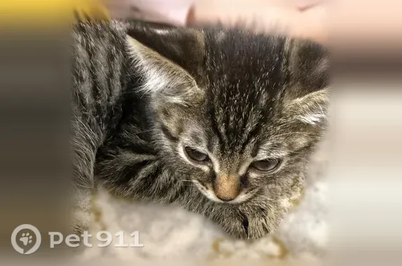 Объявления о пропавших и найденных животных, Самара, фото: Найдена кошка, Район Промышленный (г Самара), Кирова, д. 34, Самара
