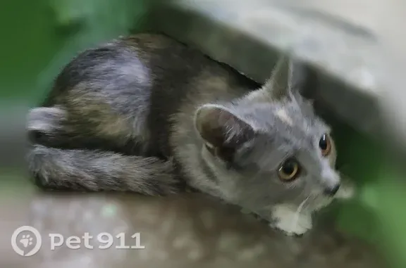 Найденные животные Томск, фото: Найдена кошка, Томск, Сергея Лазо, д. 27, Томск — домашняя, ласковая