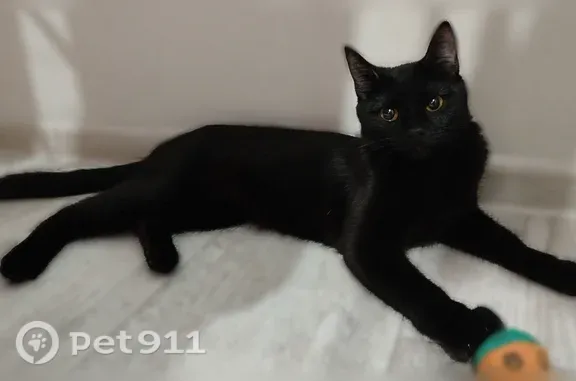 Пропала кошка, Сыктывкар, Космонавтов, д. 17 — чёрный окрас - photo