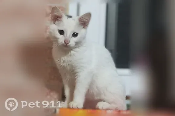 Пропала кошка, Мыльникова, д. 1а, Бор — белый котёнок, 3 месяца, фиолетовый ошейник - photo