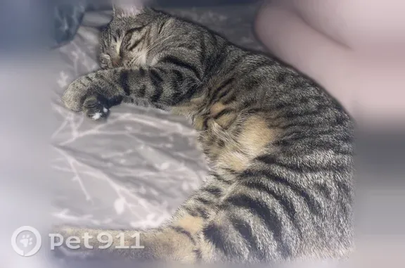 Пропала кошка, Ковров, Восточная, д. 52/9 — ласковая, дружелюбная, табби - photo