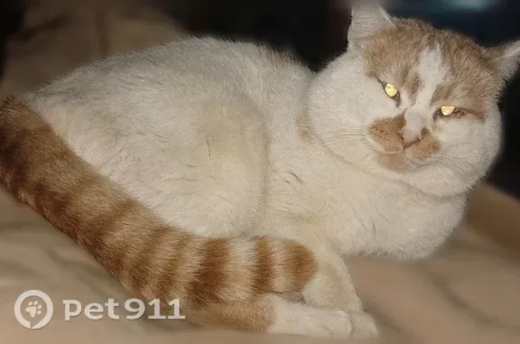 Объявления о пропавших и найденных животных, Гремячинск, фото: Пропала кошка, Чайковского, д. 60, Гремячинск — белая, с рыжим хвостиком и пятнышками