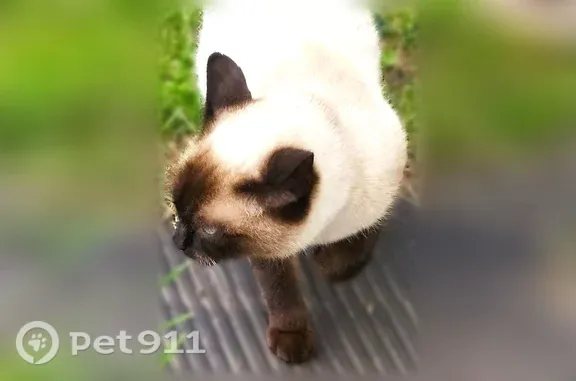 Найдена кошка, , фото: Найдена кошка, территория СНТ Эмон — ест любую еду, была в красном ошейнике