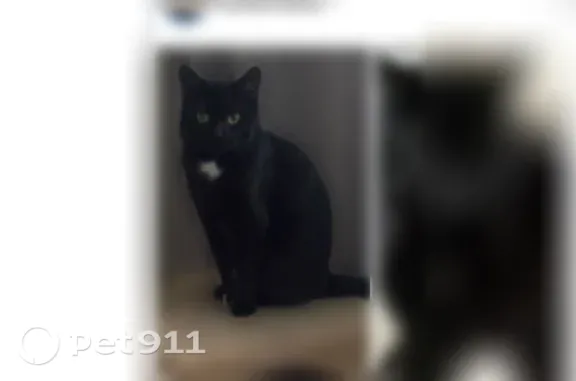 Пропала кошка, Воркута, Дончука, д. 14 — чёрный гладкошёрстный кот Зевс - photo