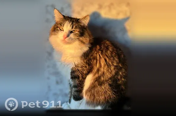 Пропала кошка, Кострома, Студенческий, д. 7 — крупная кошка с пушистым хвостом, похожа на мэйнкуна - photo