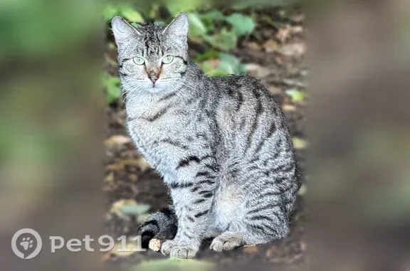 Найдена кошка, Москва, фото: Найдена кошка, Район Гагаринский (г Москва), Косыгина, д. 4 19, Москва — очень ухоженная, боязливая, со следом от ошейника