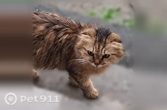 Объявления о пропавших и найденных животных, Новоуральск, фото: Найдена кошка, Новоуральск, Академика Кикоина, д. 9 — сидит у 2 подъезда