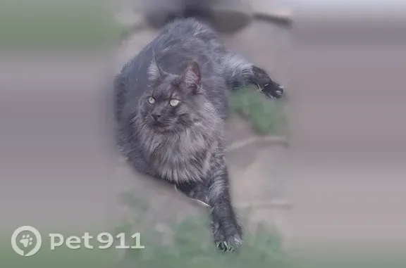 Кошки потеряшки, Кемерово, фото: Потеряшка кошка, Кемерово, Тяжинская, д. 7 — чёрный мрамор, мейн-кун, требуется лечение