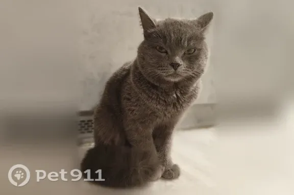 Найдена кошка, Томск, Академический, д. 15, Томск — серый, на вид около года, домашний - photo