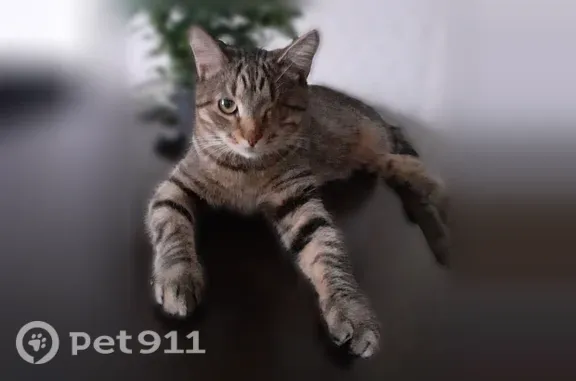 Пропала кошка, Козленская, д. 83, Вологда — нет левого глаза, пугливая - photo