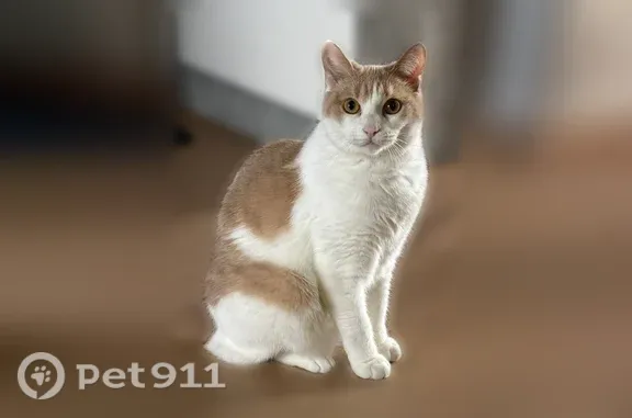 Пропала кошка, Когалым, Кирова, д. 13, Когалым — выпрыгнула из окна со 2 этажа - photo