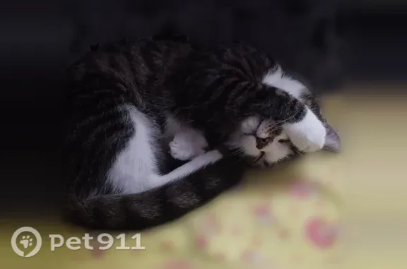 Кошки потеряшки, Кемерово, фото: Потеряшка кошка, Территория снт Яблочко (г Кемерово), д. 96, Кемерово — полосатая, ласковая, боится незнакомых людей
