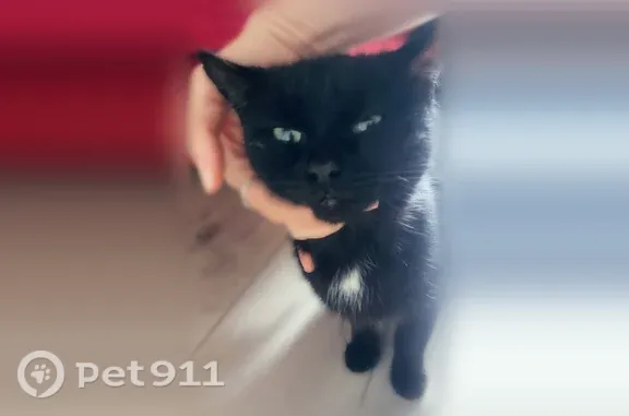 Найдена кошка, Ярославль, фото: Найдена кошка, Урицкого, д. 47 2, Ярославль — молодая, чёрная, очень худая