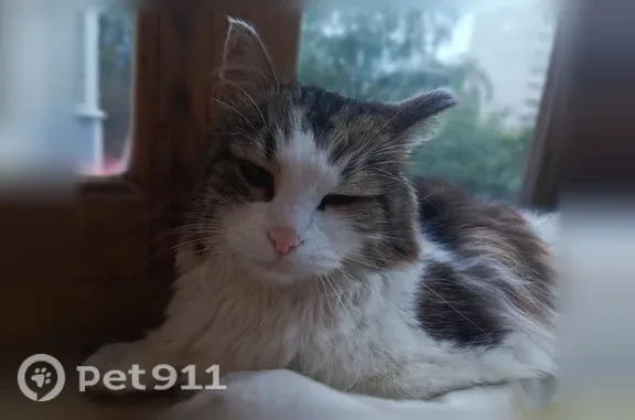 Найдена кошка, Рязань, фото: Найдена кошка, Рязань — ручная, ухоженная, домашняя
